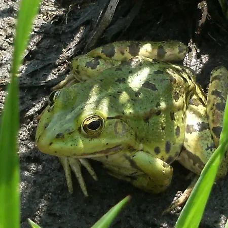 98 Petofi Utca Feriehus