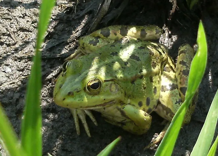 98 Petofi Utca בית נופש